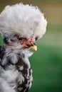 Portrait of hen with big and white crest Royalty Free Stock Photo