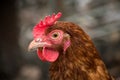 Portrait of a hen with brown feathers and a red comb Royalty Free Stock Photo