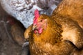 Portrait of a hen chicken in a henhouse close-up