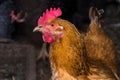 Portrait of a hen chicken in a henhouse close-up