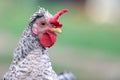 Portrait of hen on the green background Royalty Free Stock Photo