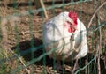 Portrait of hen sleeping in the sun, through wire fence