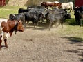 portrait of a herd of bulls and cows inside a corral