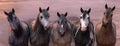 Portrait of herd of horses at sunset