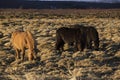 Portrait of a herd of Icelandic horses