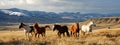 portrait of a herd of wild horses in nature. Selective focus.