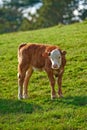 Portrait of a Hereford cow standing in farm pasture. A domestic livestock or calf with red and white head and pink nose Royalty Free Stock Photo