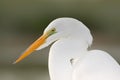 Portrait of heron. Detail portrait of water bird. White heron, Great Egret, Egretta alba, standing in the water in the march. Beac