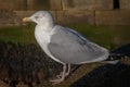 Portrait of a herring gull close up Royalty Free Stock Photo