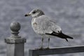 Portrait of an Herring Gull seagull perched on a handrail Royalty Free Stock Photo