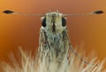 Portrait of Hesperiidae family bytterfly close up in nature. Autumn portrait of butterfly in big magnification with natural light Royalty Free Stock Photo