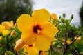 Portrait of Hibiscus calyphyllus. Beautiful tropical Hibiscus calyphyllus flower on outdoor bush. Royalty Free Stock Photo