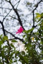 portrait of a hibiscus flower that has beautiful pink flowers Royalty Free Stock Photo