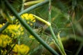 A portrait of a hidden caterpillar of a koninginnenpage butterfly on a green blade of grass between some yellow flowers