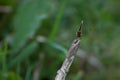 Front view of a High Brown Fritillary Argynnis adippe butterfly with grass in background Royalty Free Stock Photo