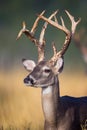 Portrait of high rack whitetail buck Royalty Free Stock Photo