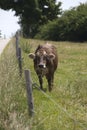 Portrait of a high yielding cow Royalty Free Stock Photo