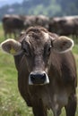 Portrait of a high yielding cow Royalty Free Stock Photo