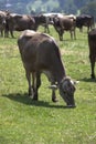 Portrait of a high yielding cow Royalty Free Stock Photo