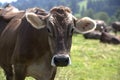 Portrait of a high yielding cow Royalty Free Stock Photo