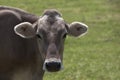 Portrait of a high yielding cow Royalty Free Stock Photo