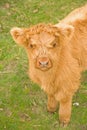 Portrait of a Highland calf. Royalty Free Stock Photo