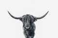 Portrait of a Highland cattle, black and white, on white background Royalty Free Stock Photo