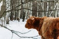Portrait of highland cattle brown cow from back in winter landscape Royalty Free Stock Photo