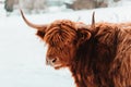 Portrait of highland cattle brown cow from front in winter landscape Royalty Free Stock Photo