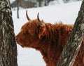Portrait of highland cattle brown cow from side in winter landscape near trees Royalty Free Stock Photo