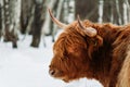 Portrait of highland cattle brown cow from side in winter landscape Royalty Free Stock Photo
