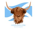 Portrait of Highland cattle, cow. Cute head of Scottish cattle with Scottish flag isolated on white background. Royalty Free Stock Photo