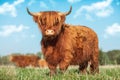 Portrait of a Highland Cattle cow on a meadow Royalty Free Stock Photo