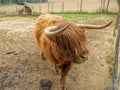 Portrait of a Highland cattle in a park