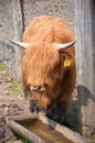 Portrait of Highland cow Royalty Free Stock Photo
