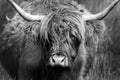 Portrait of a Highland cow Black and white photography Royalty Free Stock Photo