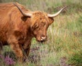 Portrait of a Highland cow Royalty Free Stock Photo