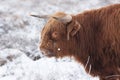 Portrait of a Highland Cow in the snow in National Park The Veluwe Royalty Free Stock Photo