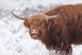 Portrait of a Highland Cow in the snow in National Park The Veluwe Royalty Free Stock Photo