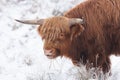 Portrait of a Highland Cow in the snow in National Park The Veluwe Royalty Free Stock Photo