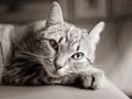 Portrait of a highly thoughtful cat Royalty Free Stock Photo