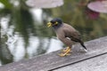 Portrait of a hill mynah, Gracula religiosa bird, the most intelligent bird in the world Royalty Free Stock Photo