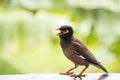 Portrait hill mynah, Gracula religiosa bird, the most intelligent birds in the world. Royalty Free Stock Photo