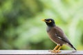 Portrait hill mynah, Gracula religiosa bird, the most intelligent birds in the world. Royalty Free Stock Photo