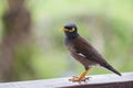 Portrait hill mynah, Gracula religiosa bird, the most intelligent birds in the world. Royalty Free Stock Photo