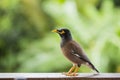 Portrait hill mynah, Gracula religiosa bird, the most intelligent birds in the world. Royalty Free Stock Photo