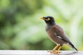 Portrait hill mynah, Gracula religiosa bird, the most intelligent birds in the world.