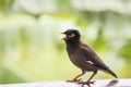 Portrait hill mynah, Gracula religiosa bird, the most intelligent birds in the world. Royalty Free Stock Photo