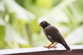 Portrait hill mynah, Gracula religiosa bird, the most intelligent birds in the world. Royalty Free Stock Photo