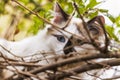 Portrait of himalayan persian cat on the green.